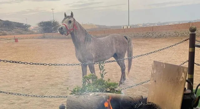12-Class Horse Riding Training Course in Abha