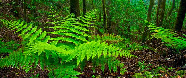 Check the surreal Parque Nacional de Garajonay - Where to go in the Canary Islands