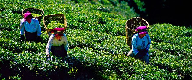 Darjeeling