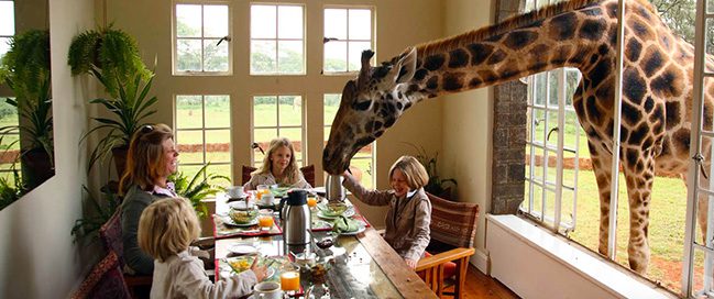 The giraffe’s hotel