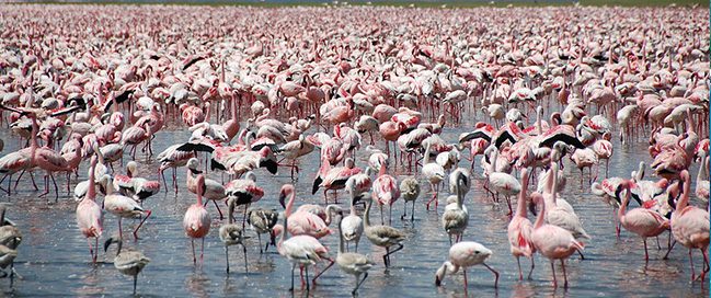 Hypo Point - Nakuru