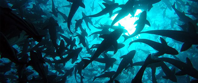 Hawaii - Swimming with sea demon fish