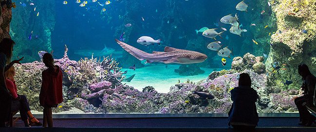 Top places to visit in Sydney - Sydney Aquarium