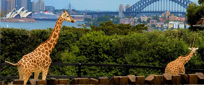 Top places to visit in Sydney - Taronga Zoo