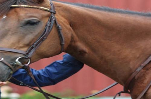 Horseback Riding: Best Horse Riding Tours around the world