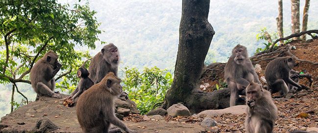 1- Pusuk Monkey Forest