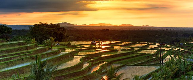 1- Explore the paddy fields of Tabanan