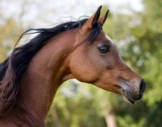 ساعتين لركوب الخيل في صحراء وبحر مدهش - الغردقة