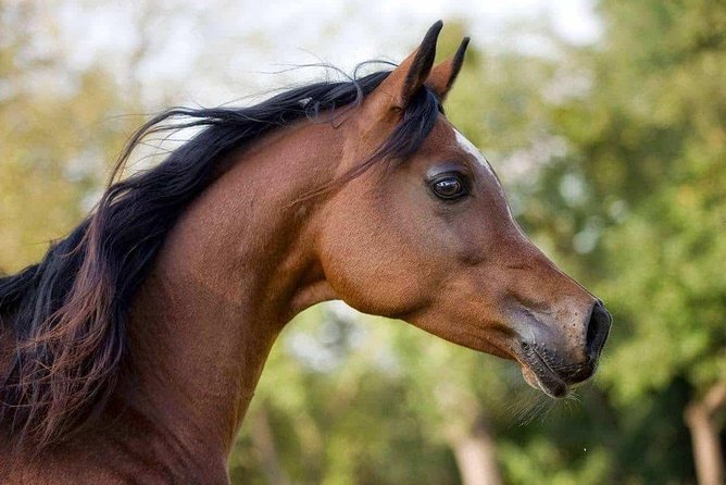 ساعتين لركوب الخيل في صحراء وبحر مدهش - الغردقة