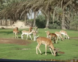 رحلة نهارية إلى أفريكانو بارك والإسكندرية