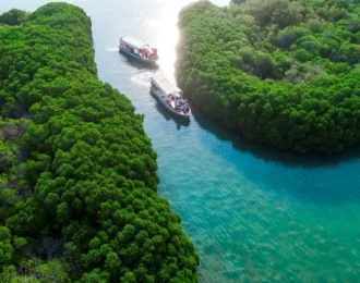 Discover the Farasan Islands Reserve (Day tour)