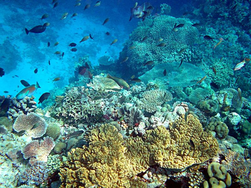 Snorkeling in the waters of Muscat 