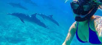 Private dolphin watching and snorkeling trip for 6 