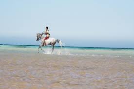 Horse Riding in Sharm el Sheikh Desert