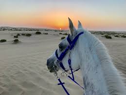 Horse Riding in Sharm el Sheikh Desert