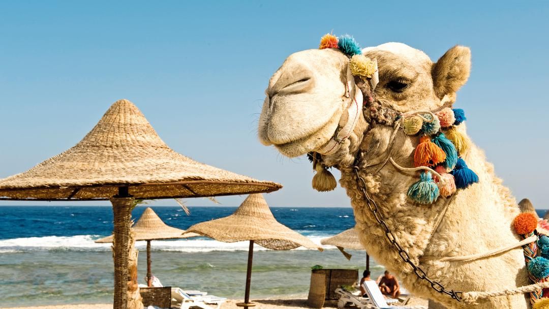 Camel Riding Marsa Alam Day Tour