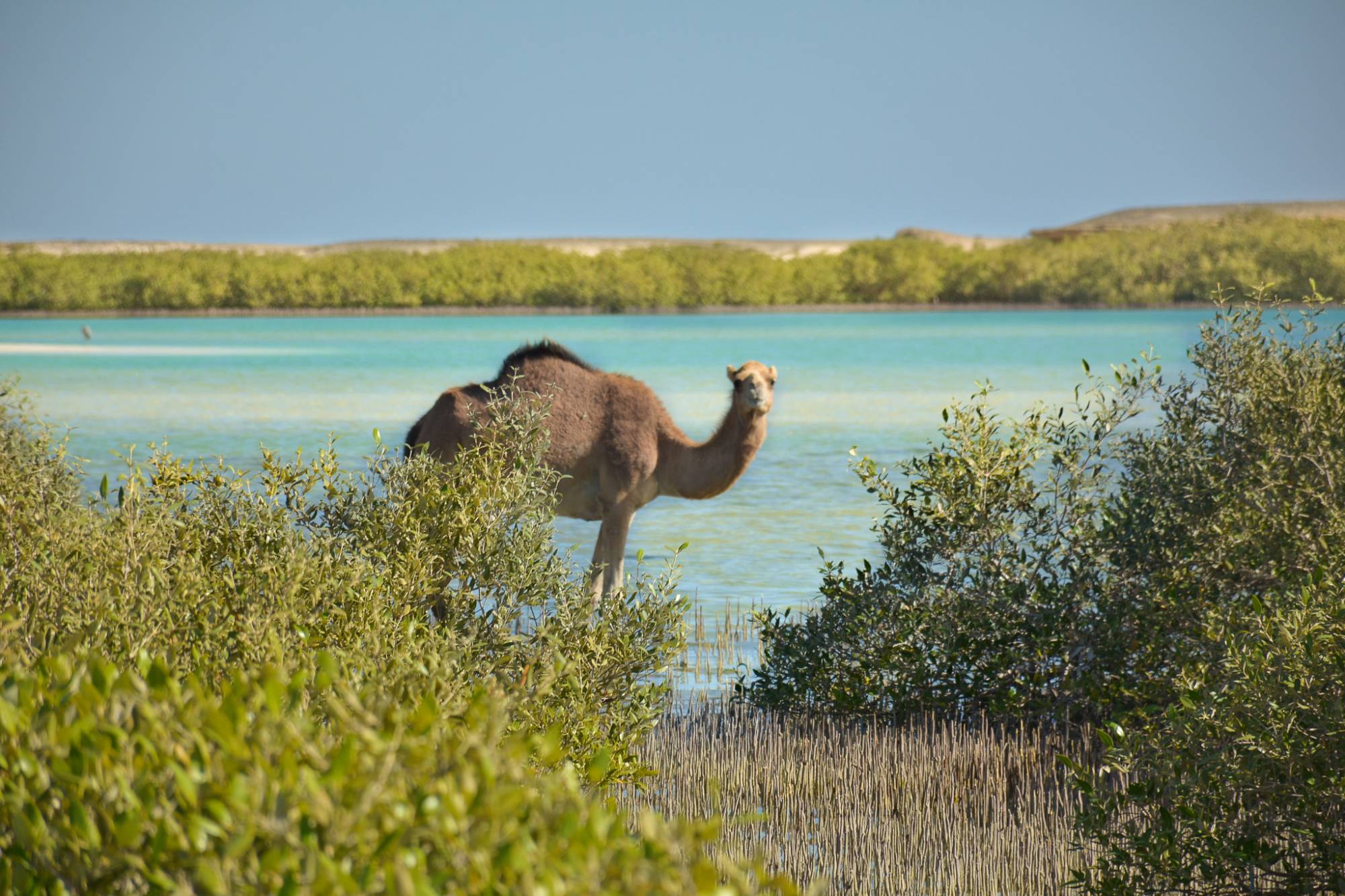 Private trip to Wadi El Gemal from Marsa Alam