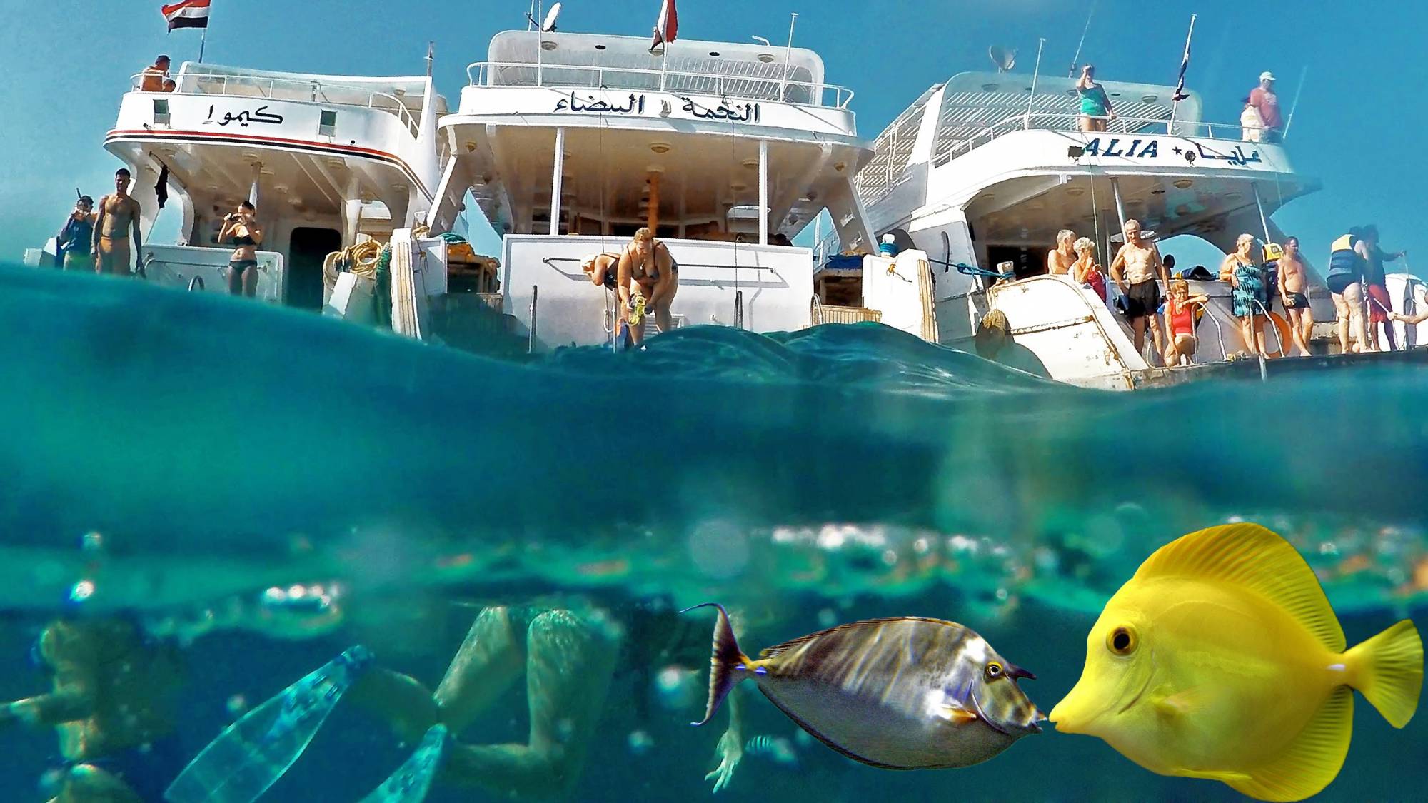 Day snorkeling trip to Sharm El Luli and Wadi El Qulaan