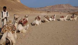 Aladdin safari trips from Marsa Alam