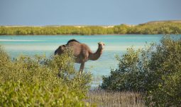 Private trip to Wadi El Gemal from Marsa Alam