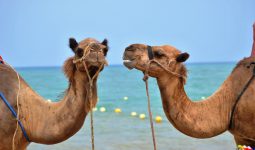 Camel Riding Marsa Alam Day Tour