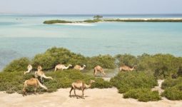 Wadi El Gemal Excursions In Marsa Alam