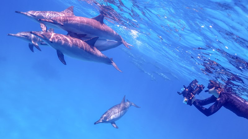 Snorkeling at dolphin house from Marsa Alam