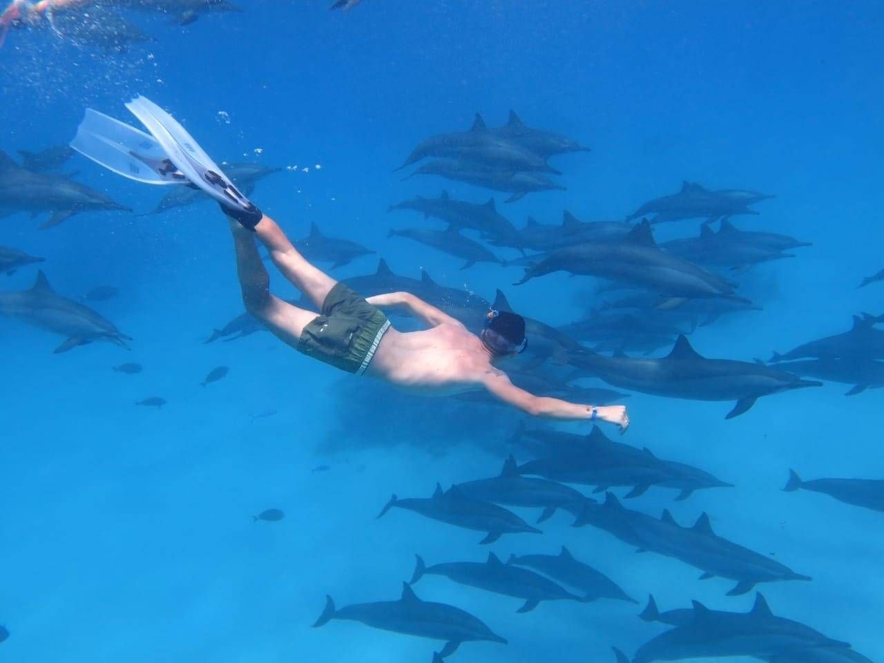 Snorkeling at dolphin house from Marsa Alam