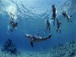 Marsa Alam swimming with Dolphins-Snorkeling Tour