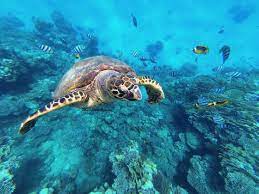 Abu Dabab Snorkeling Tour 