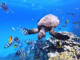 Abu Dabab Snorkeling Tour 