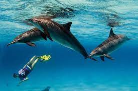 Marsa Alam swimming with Dolphins-Snorkeling Tour