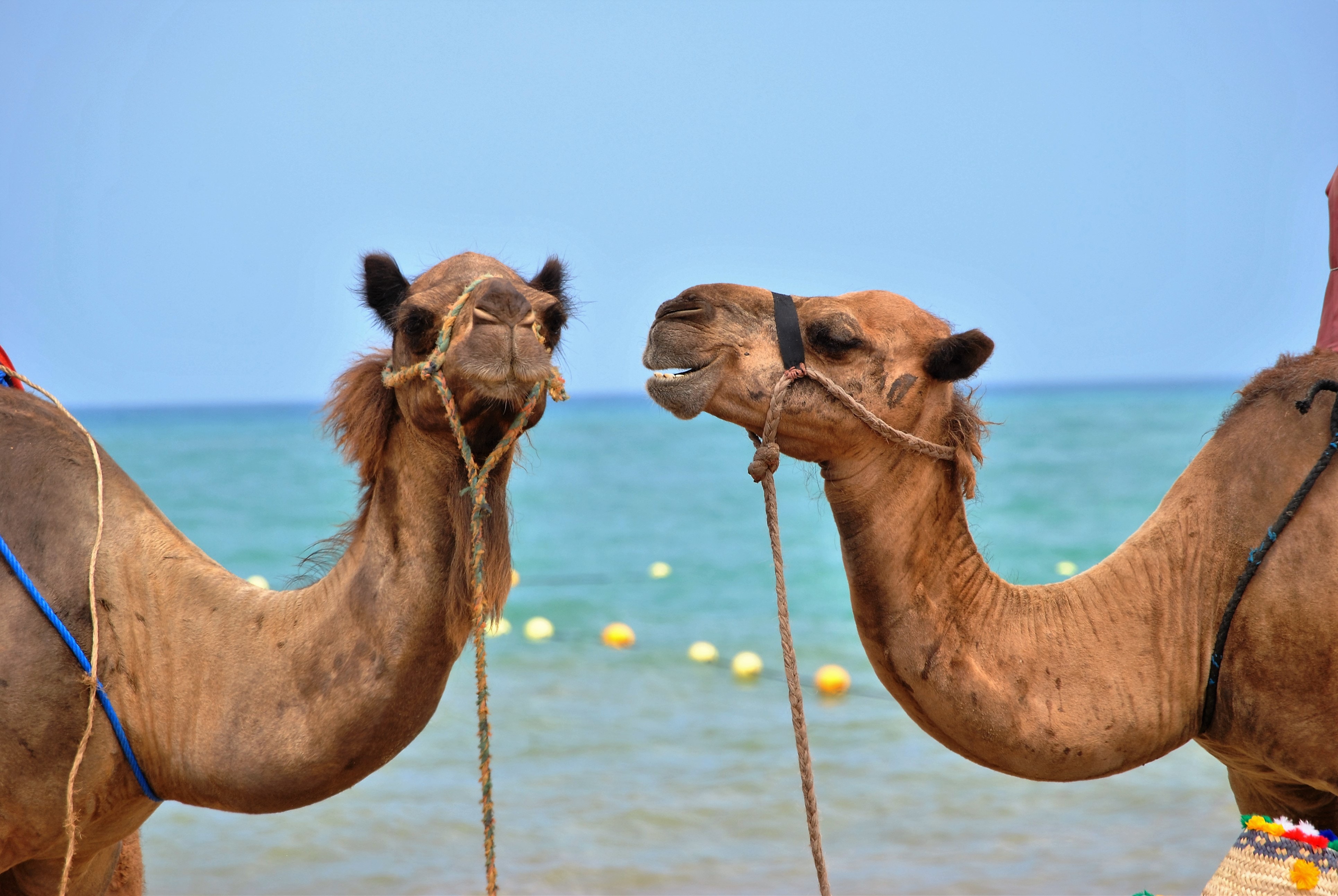 Camel Riding Marsa Alam Day Tour