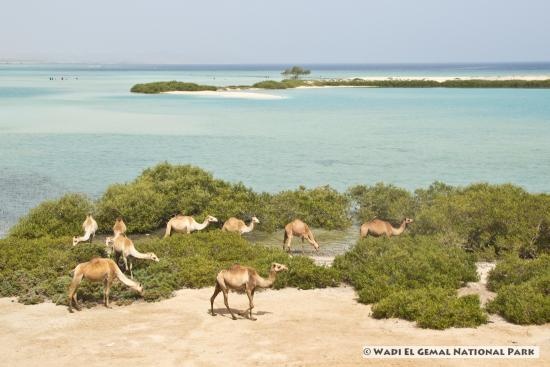 Private trip to Wadi El Gemal from Marsa Alam