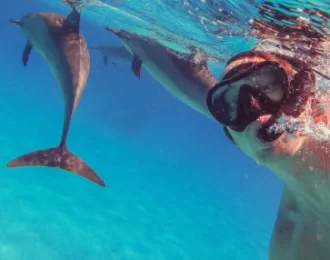 Snorkeling with the dolphins 