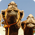 Camel market