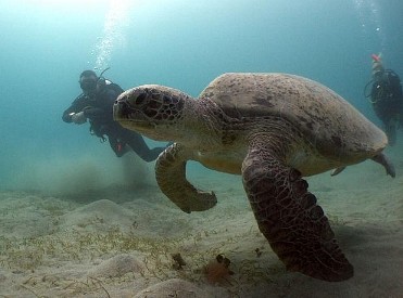 PADI open water course diving