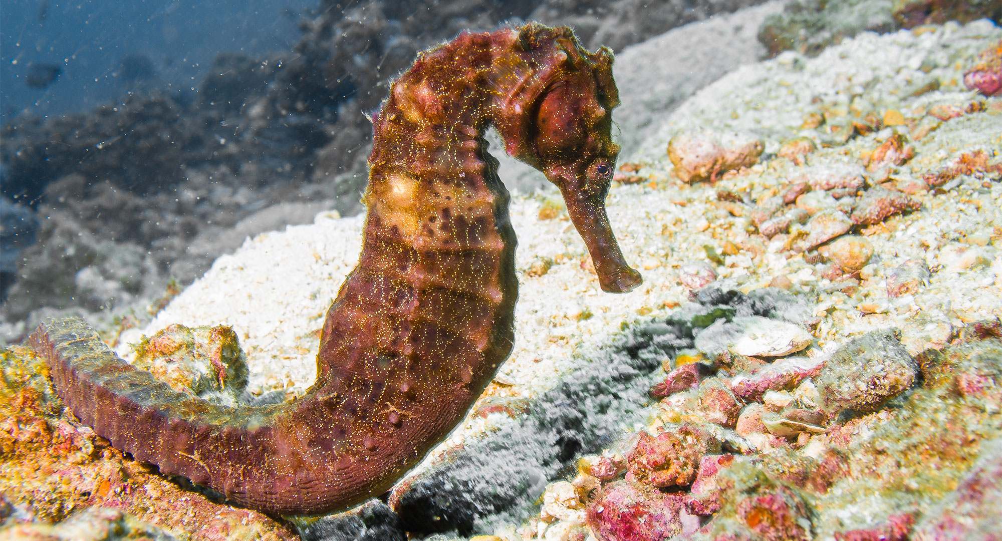 Snorkeling at Salalah