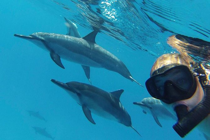 Snorkeling with the dolphins 