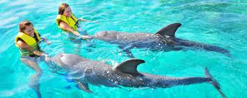 Snorkeling with the dolphins 