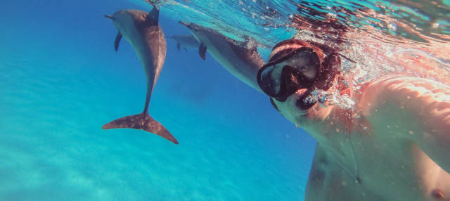 Snorkeling with the dolphins 