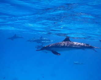 Samadai Dolphin House Marsa Alam