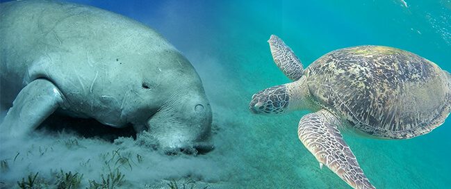 Facts about the sea turtles and dugongs in Abu Dabbab Bay - Samadai Dolphin House