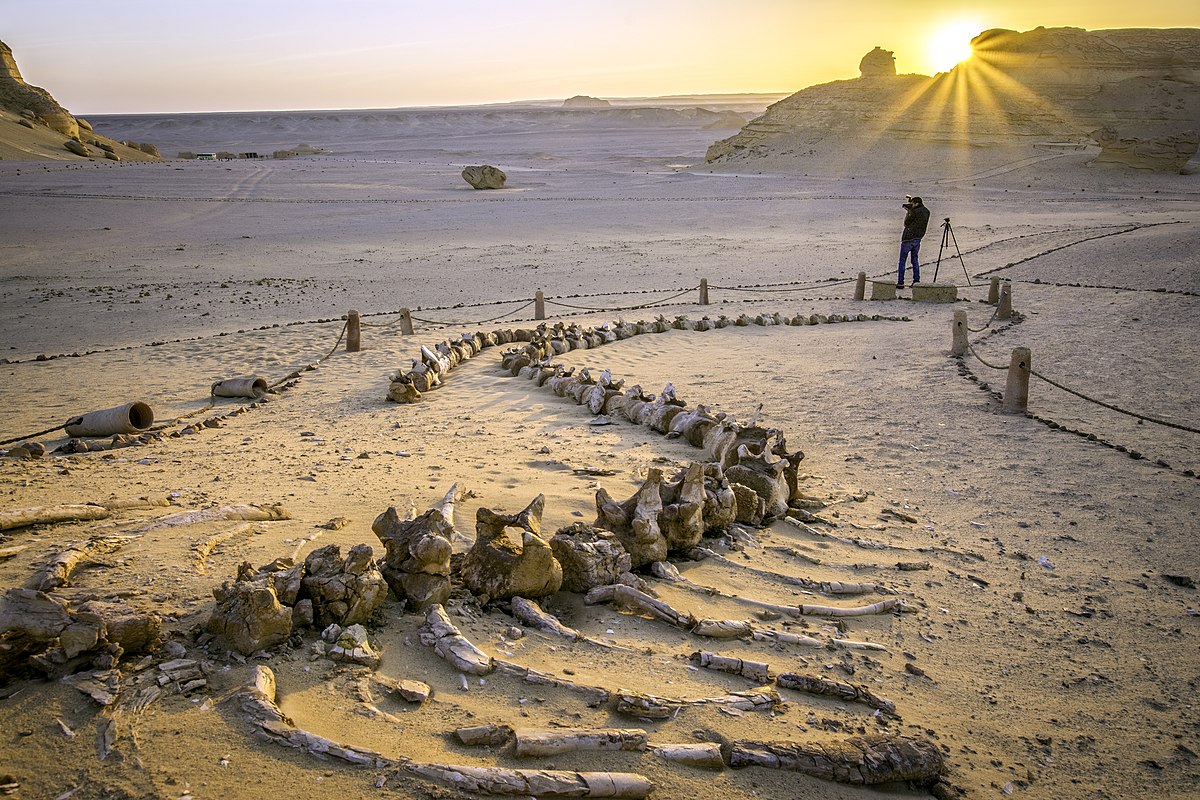 Milkyway Camp at Wadi el hitan