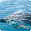 Go dolphin-spotting on a yacht trip