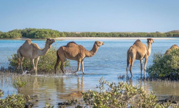 Enjoy a trip to Wadi El Gemal in Marsa Alam