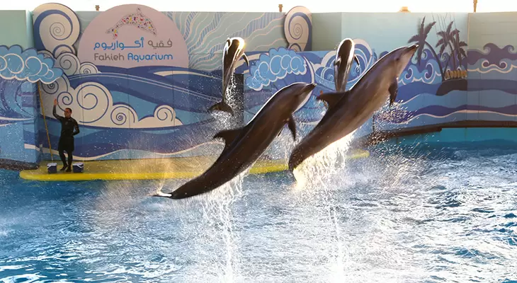 Spend a great time in Fakieh Aquarium & Have fun with the Dolphins