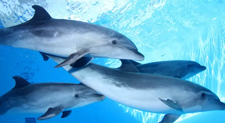 Spend a great time in Fakieh Aquarium & Have fun with the Dolphins