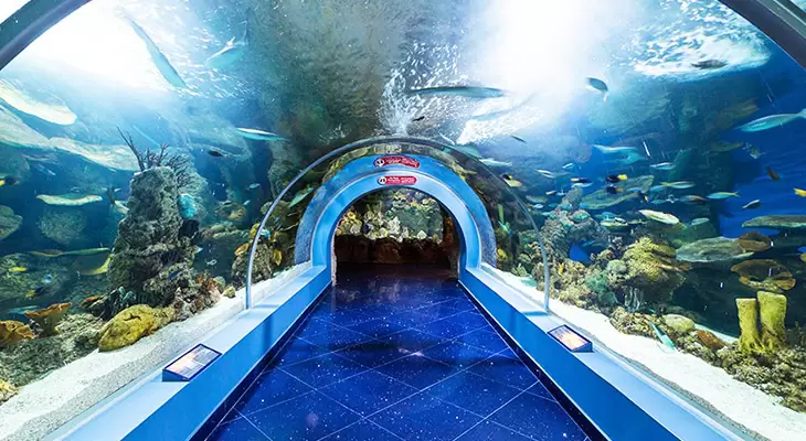 Spend a great time in Fakieh Aquarium & Have fun with the Dolphins