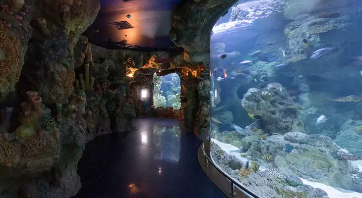 Spend a great time in Fakieh Aquarium & Have fun with the Dolphins